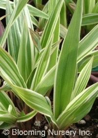 Carex siderosticha 'Variegata'